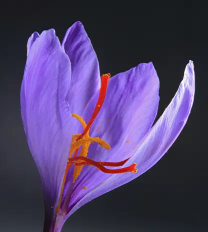 saffron